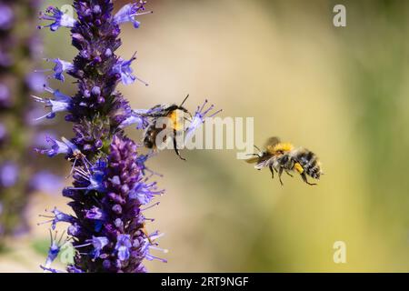 Bild einer Hummel, die eine andere angreift, die Nektar von einer Blume sammelt Stockfoto