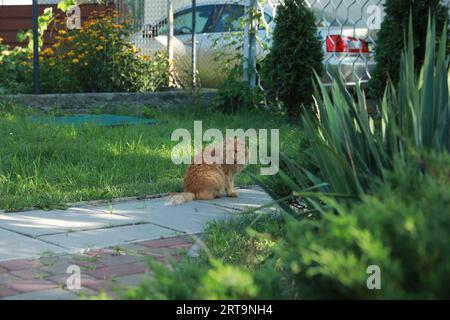 Die süße, flauschige Katze sitzt draußen auf dem Laufsteg Stockfoto