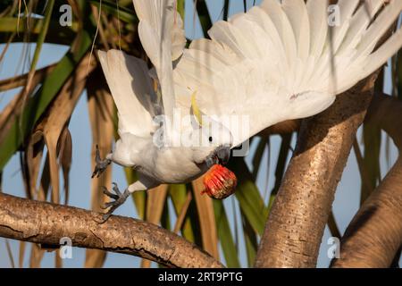 Ein Cockatoo mit Schwefel-Crested genießt die Früchte der Pandanus Palm. Northern Territory, Australien. Stockfoto