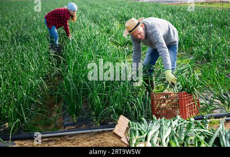 Gärtner Ehemann und Ehefrau während der Ernte von grünen Zwiebeln Stockfoto