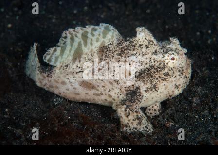 Gestreifter Anglerfisch, Antennarius striatus, Haarball-Tauchplatz, Lembeh-Straße, Sulawesi, Indonesien Stockfoto