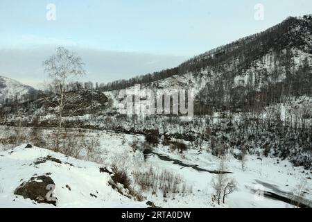 Eine einsame Birke auf einem Hügel mit Blick auf ein malerisches Tal in den schneebedeckten Bergen. Altai, Sibirien, Russland. Stockfoto