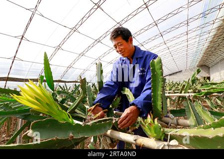 LUANNAN COUNTY, China - 11. Oktober 2017: Gärtner arrangiert pitaya-Pflanzen, LUANNAN COUNTY, Provinz Hebei, China Stockfoto