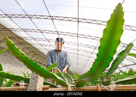 LUANNAN COUNTY, China - 11. Oktober 2017: Gärtner arrangiert pitaya-Pflanzen, LUANNAN COUNTY, Provinz Hebei, China Stockfoto