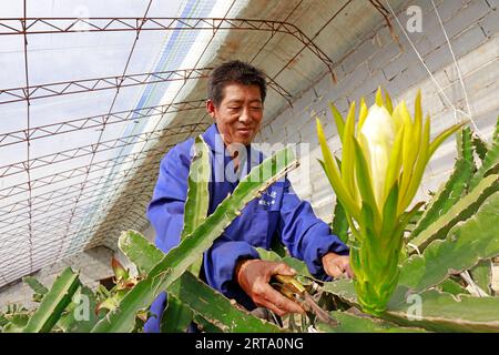 LUANNAN COUNTY, China - 11. Oktober 2017: Gärtner arrangiert pitaya-Pflanzen, LUANNAN COUNTY, Provinz Hebei, China Stockfoto