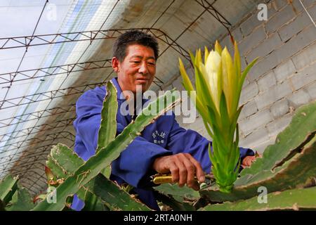 LUANNAN COUNTY, China - 11. Oktober 2017: Gärtner arrangiert pitaya-Pflanzen, LUANNAN COUNTY, Provinz Hebei, China Stockfoto