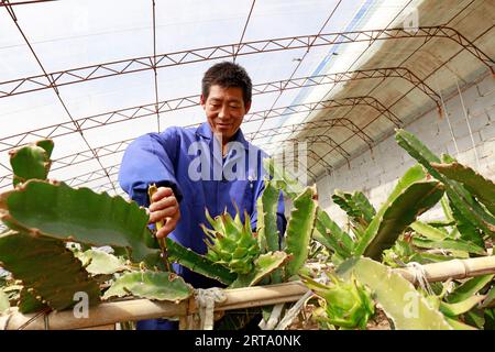 LUANNAN COUNTY, China - 11. Oktober 2017: Gärtner arrangiert pitaya-Pflanzen, LUANNAN COUNTY, Provinz Hebei, China Stockfoto