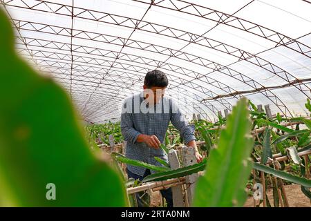 LUANNAN COUNTY, China - 11. Oktober 2017: Gärtner arrangiert pitaya-Pflanzen, LUANNAN COUNTY, Provinz Hebei, China Stockfoto