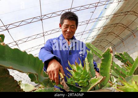 LUANNAN COUNTY, China - 11. Oktober 2017: Gärtner arrangiert pitaya-Pflanzen, LUANNAN COUNTY, Provinz Hebei, China Stockfoto