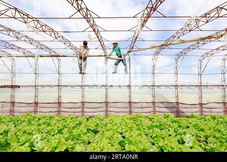 LUANNAN COUNTY, China - 11. Oktober 2017: Bauern stärken ihre Gewächshäuser, und der Rahmen ihrer Gewächshäuser befindet sich auf einem Bauernhof, LUANNAN CO Stockfoto