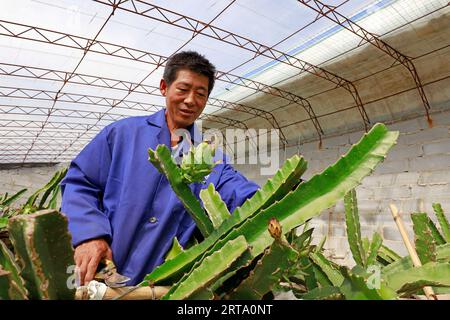 LUANNAN COUNTY, China - 11. Oktober 2017: Gärtner arrangiert pitaya-Pflanzen, LUANNAN COUNTY, Provinz Hebei, China Stockfoto