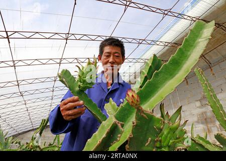 LUANNAN COUNTY, China - 11. Oktober 2017: Gärtner arrangiert pitaya-Pflanzen, LUANNAN COUNTY, Provinz Hebei, China Stockfoto