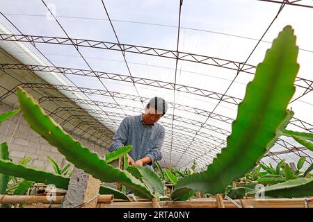 LUANNAN COUNTY, China - 11. Oktober 2017: Gärtner arrangiert pitaya-Pflanzen, LUANNAN COUNTY, Provinz Hebei, China Stockfoto