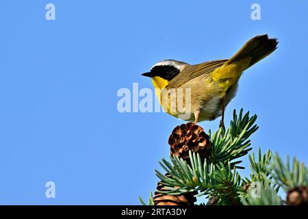 Ein gewöhnlicher Gelbkehlerwärmer, männlich, „Geothlypis trichas“, blickt von seinem Baumkronenlebensraum zurück Stockfoto