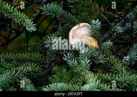 Ein Pilz, der von einem Eichhörnchen in einer Fichte gelagert wurde, um für die bevorstehende Winterversorgung zu trocknen Stockfoto