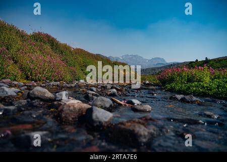Wildflower Meadows im Mount Rainier National Park Stockfoto