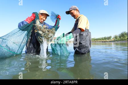 ZHANGYE, CHINA - 11. SEPTEMBER 2023 - Bauern fangen reife haarige Krabben im Caojia Eco-Lake-Zuchtgebiet für haarige Krabben in der Stadt Zhangye, Provinz Gansu Stockfoto