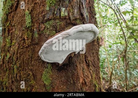 Moos und Pilze wachsen auf Baumrinde in den Uluguru Mountains, Tansania Stockfoto