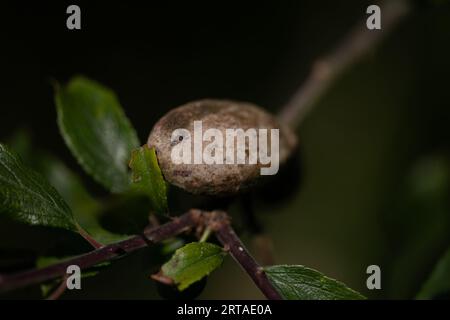 Schlehe (Prunus spinosa, Blackthorn) mit Pflaumengrallen (Taphrina pruni) Stockfoto