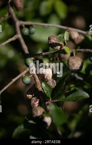 Schlehen (Prunus spinosa, Blackthorn) mit Pflaumenschale (Taphrina pruni) Stockfoto