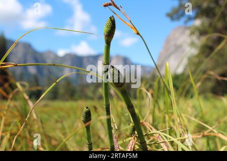 Field in the Wind, New Beginnings im Yosemite National Park, Kalifornien, USA Stockfoto