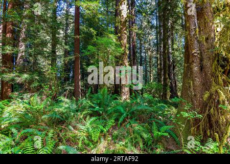 Das Sonnenlicht strömt durch die riesigen Redwoods an der Küste Kaliforniens im Redwoods-Nationalpark Stockfoto