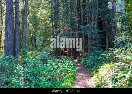 Das Sonnenlicht strömt durch die riesigen Redwoods an der Küste Kaliforniens im Redwoods-Nationalpark Stockfoto