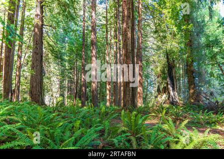 Das Sonnenlicht strömt durch die riesigen Redwoods an der Küste Kaliforniens im Redwoods-Nationalpark Stockfoto