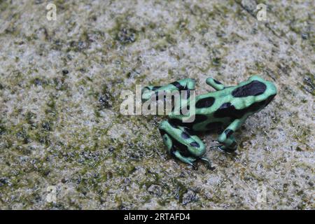Der grün-schwarze Giftpfeilfrosch in Costa Rica, Nahaufnahme eines grün-schwarzen Giftpfeilfrosches Stockfoto