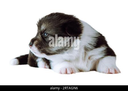 Porträt des flauschigen kleinen schwarzen weißen zwei Monate alten Welpen des Hundes welsh pembroke Corgi, der auf weißem Hintergrund entspannt liegt, zur Seite schaut und wartet. Haustier Stockfoto