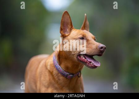 Porträt eines in australien arbeitenden kelpie-Hundes Stockfoto