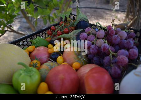 Obst und Gemüse aus biologischem Garten, einschließlich Melone, Tomaten und Trauben Stockfoto