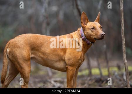 Arbeitender kelpie-Hund, der auf einer Farm im Gras sitzt Stockfoto