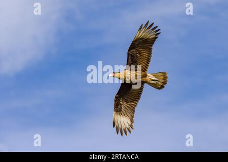 Eine markant gefiederte Caracara (Caracara) von unten gegen den blauen Himmel, Argentinien, Patagonien, Südamerika Stockfoto