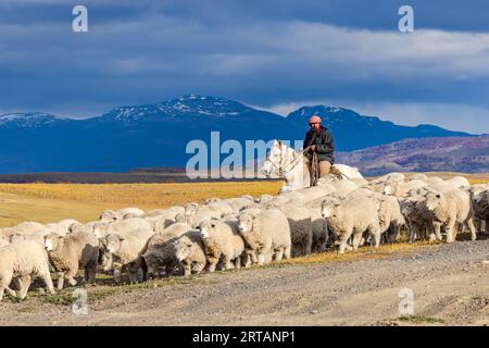 Ein traditioneller Gaucho zu Pferd, der Schafe auf einer Estancia-Farm in Chile, Patagonien, fährt Stockfoto