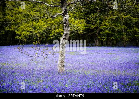 Eine Silberbirne Betula Pendula, die in einem Feld aus Common English Bluebells Hyacinthoides ohne Schriftzug in der ruhigen historischen Parc Lye Gegend in Eny wächst Stockfoto