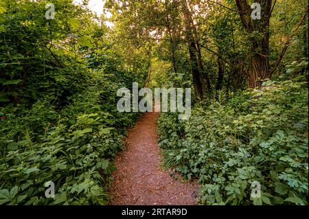 Schmaler Wanderweg durch einen dicht bewachsenen Wald im Sommer, Jena, Thüringen, Deutschland Stockfoto