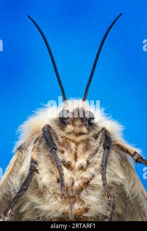 Zigeunermotte, Lymantria dispar, WEIBLICH, auch bekannt als Schwammmotte. Porträtansicht, Kopf und Antennen Stockfoto