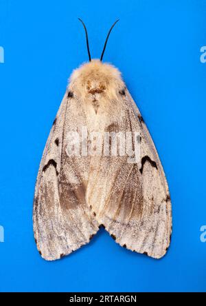 Zigeunermotte, Lymantria dispar, WEIBLICH, auch bekannt als Schwammmotte. Rückenansicht Stockfoto