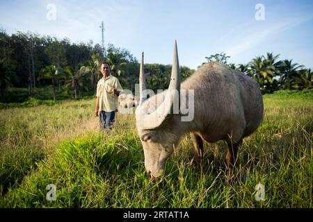 Koh Yao, Thailand; 1. Januar 2023: Ein Farmer auf der Insel Koh Yao mit seinem aktiven Ochsen auf dem Feld. Stockfoto