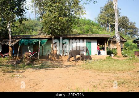 Chiang Rai, Thailand; 1. Januar 2023: Ein Haus in den Bergen von Chiang Mai mit einem Elefanten, der im Garten spaziert. Stockfoto