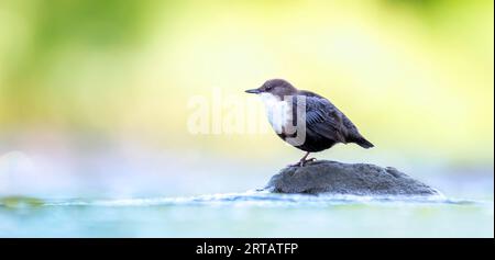 Der weiße Kehltauchler Cinclus cinclus sitzt auf einer Jagd nach Nahrung im Wasser im Fluss, das beste Foto. Stockfoto