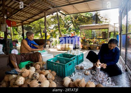 Samut Songkhram, Thailand; 1. Januar 2023: Zwei Menschen arbeiten auf einer Bio-Kokospflanze in Thailand. Stockfoto