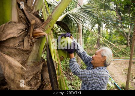 Samut Songkhram, Thailand; 1. Januar 2023: Eine alte Farmerin, die auf einer Bio-Kokosnussplantage arbeitet. Stockfoto