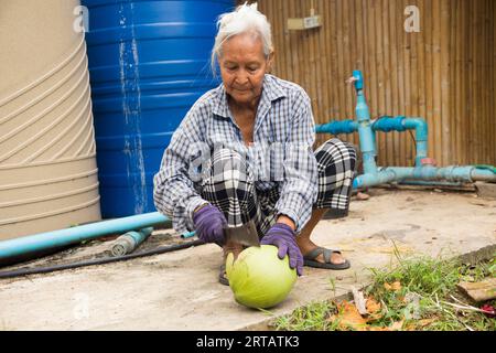 Samut Songkhram, Thailand; 1. Januar 2023: Eine alte Farmerin, die auf einer Bio-Kokosnussplantage arbeitet. Stockfoto