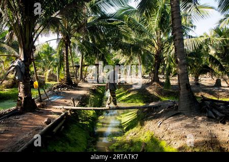 Samut Songkhram, Thailand; 1. Januar 2023: Ein junger Bauer, der auf einer Bio-Kokosnussplantage arbeitet. Stockfoto