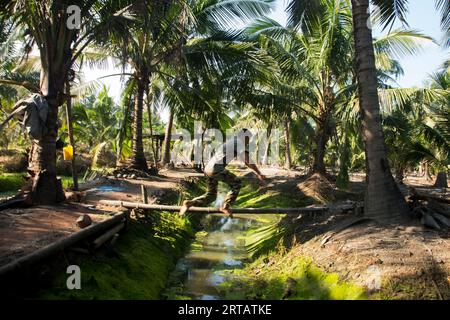 Samut Songkhram, Thailand; 1. Januar 2023: Ein junger Bauer, der auf einer Bio-Kokosnussplantage arbeitet. Stockfoto