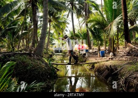 Samut Songkhram, Thailand; 1. Januar 2023: Ein junger Bauer, der auf einer Bio-Kokosnussplantage arbeitet. Stockfoto