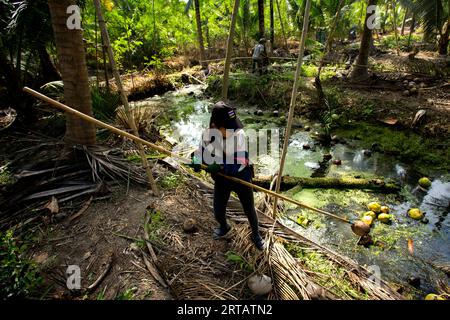 Samut Songkhram, Thailand; 1. Januar 2023: Eine junge Landwirtin, die auf einer Bio-Kokosnussplantage arbeitet. Stockfoto