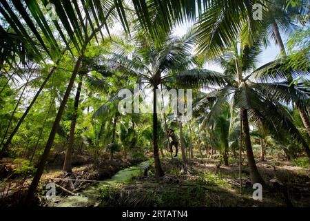 Samut Songkhram, Thailand; 1. Januar 2023: Ein junger Bauer, der auf einer Bio-Kokosnussplantage arbeitet. Stockfoto